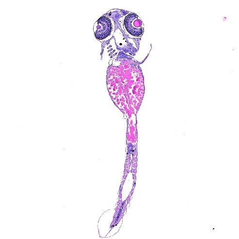 斑馬魚HE染色